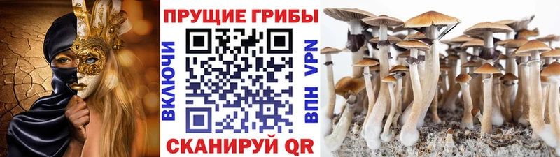 Псилоцибиновые грибы Psilocybe  KRAKEN сайт  shop клад  Новохопёрск 